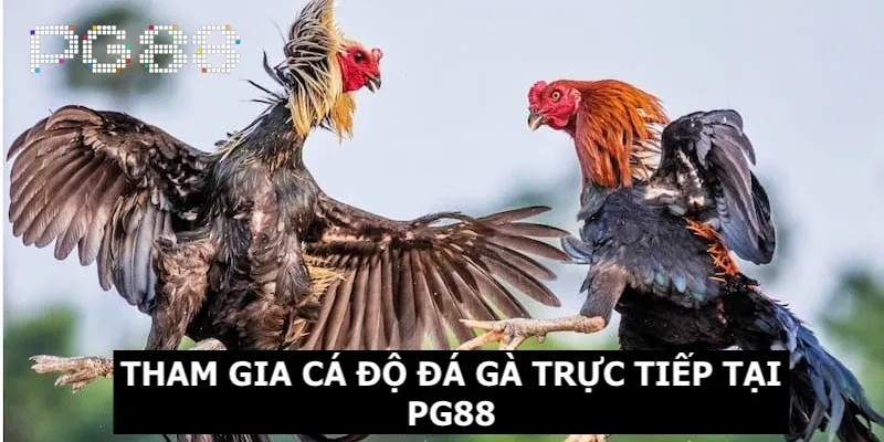 Đá Gà Trực Tiếp - Uy Tín Với Mức Thưởng Tiền Tỷ Hấp Dẫn 2 Giới thiệu sơ lược về dịch vụ cá độ đá gà trực
