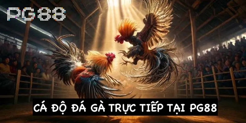 Da ga truc tiep dai dien