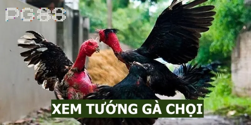 Tuong ga choi dai dien