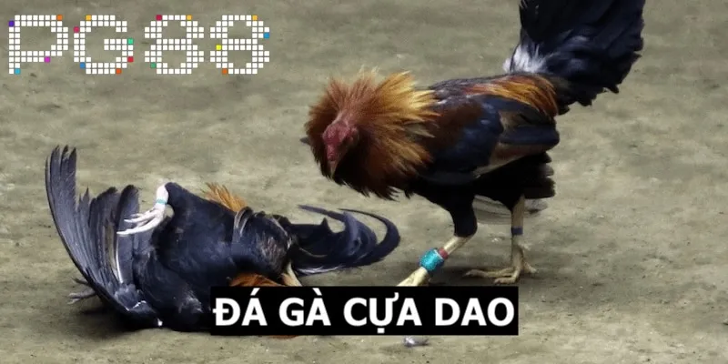 da ga cua dao anh dai dien