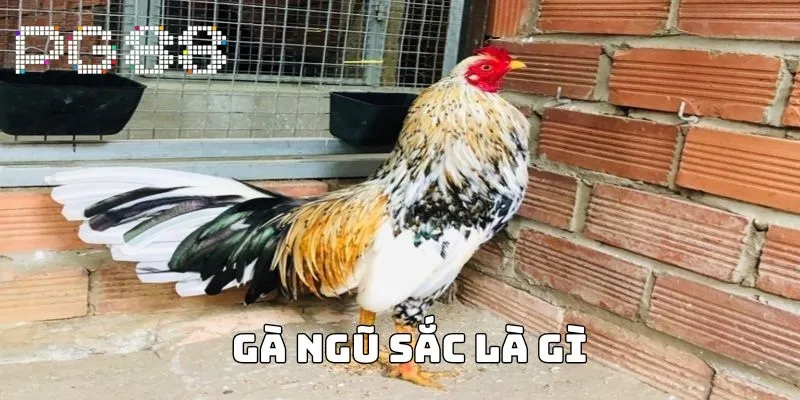 ga ngu sac la gi dai dien